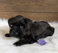 Gabby Purple Collar, a  Miniature Schnauzer for sale in Montevideo, MN – 2 of 3