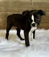 Dexter, a male Boston Terrier for sale in Montevideo, MN – 9 of 9