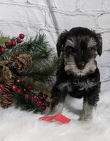 Holly Red collar, a male Miniature Schnauzer for sale in Montevideo, MN – Photo 7 of 10