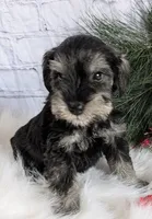 Holly Red collar, a male Miniature Schnauzer for sale in Montevideo, MN – Photo 8 of 10
