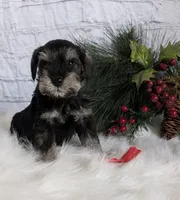 Holly Red collar, a male Miniature Schnauzer for sale in Montevideo, MN – Photo 9 of 10