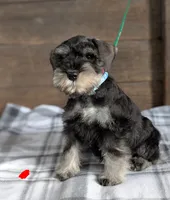 Holly Red collar, a male Miniature Schnauzer for sale in Montevideo, MN – Photo 4 of 10