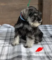 Holly Red collar, a male Miniature Schnauzer for sale in Montevideo, MN – Photo 3 of 10