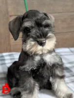 Holly Red collar, a male Miniature Schnauzer for sale in Montevideo, MN – Photo 5 of 10
