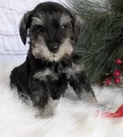 Holly Red collar, a male Miniature Schnauzer for sale in Montevideo, MN – Photo 6 of 10