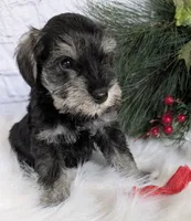 Holly Red collar, a male Miniature Schnauzer for sale in Montevideo, MN – Photo 10 of 10