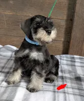 Holly Red collar, a male Miniature Schnauzer for sale in Montevideo, MN – Photo 2 of 10