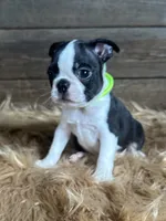 Porter, a male Boston Terrier for sale in Montevideo, MN – 2 of 8