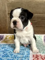 Bryce, a male Boston Terrier for sale in Montevideo, MN – 6 of 8