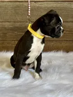 Dexter, a male Boston Terrier for sale in Montevideo, MN – 4 of 9