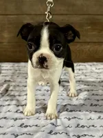Sunny, a female Boston Terrier for sale in Montevideo, MN – Photo 6 of 7