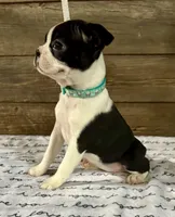 Sunny, a female Boston Terrier for sale in Montevideo, MN – Photo 2 of 7