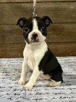 Sunny, a female Boston Terrier for sale in Montevideo, MN – Photo 4 of 7
