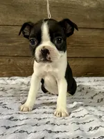 Sunny, a female Boston Terrier for sale in Montevideo, MN – Photo 5 of 7