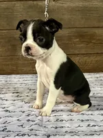 Sunny, a female Boston Terrier for sale in Montevideo, MN – Photo 3 of 7