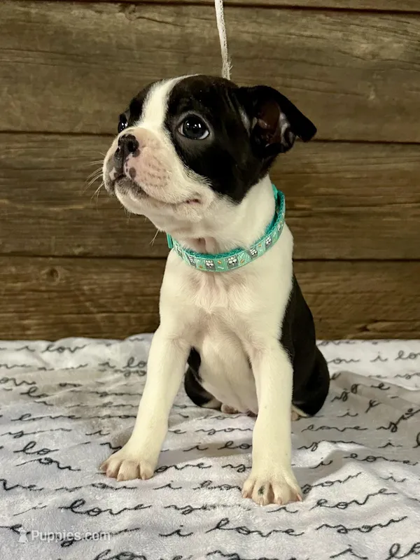 Sunny – Boston Terrier puppy for sale in Montevideo, MN