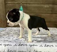 Sunny, a female Boston Terrier for sale in Montevideo, MN – Photo 7 of 7