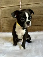 Dexter, a male Boston Terrier for sale in Montevideo, MN – 6 of 9