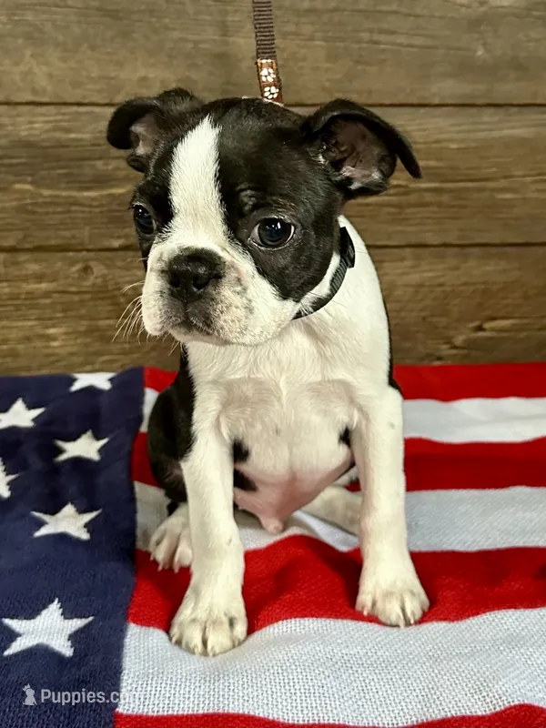 Blaze – Boston Terrier puppy for sale in Montevideo, MN