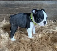 Porter, a male Boston Terrier for sale in Montevideo, MN – 6 of 8