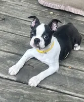 Tucker , a male Boston Terrier for sale in Montevideo, MN – 4 of 8