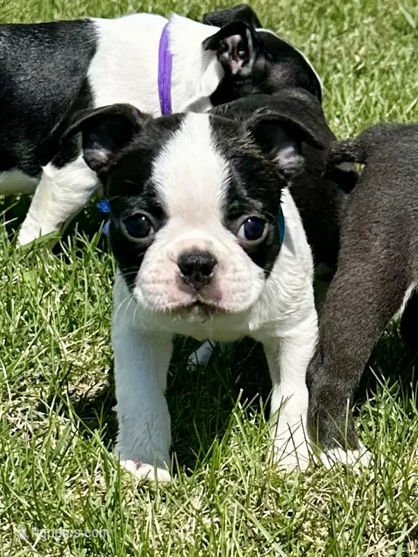 Jimmy – Boston Terrier puppy for sale in Montevideo, MN