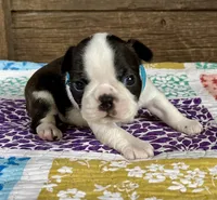 Jimmy, a male Boston Terrier for sale in Montevideo, MN – Photo 4 of 6
