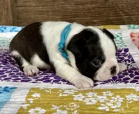 Jimmy, a male Boston Terrier for sale in Montevideo, MN – Photo 6 of 6