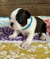 Jimmy, a male Boston Terrier for sale in Montevideo, MN – Photo 2 of 6