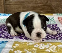 Jimmy, a male Boston Terrier for sale in Montevideo, MN – Photo 3 of 6