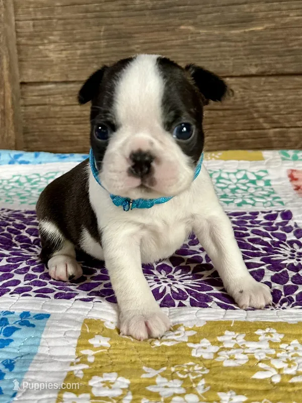 Jimmy – Boston Terrier puppy for sale in Montevideo, MN