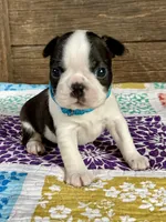 Jimmy, a male Boston Terrier for sale in Montevideo, MN – Photo 1 of 6