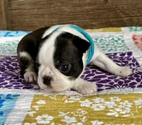 Jimmy, a male Boston Terrier for sale in Montevideo, MN – Photo 5 of 6