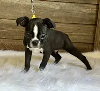 Dexter, a male Boston Terrier for sale in Montevideo, MN – 8 of 9