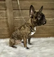 Tyson, a male Boston Terrier and French Bulldog for sale in Montevideo, MN – 4 of 5