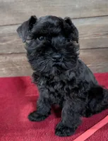 Gabby Red Collar, a male Miniature Schnauzer for sale in Montevideo, MN – 3 of 9
