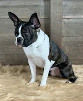 Bryce, a male Boston Terrier for sale in Montevideo, MN – 8 of 8