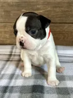 Bart, a male Boston Terrier for sale in Montevideo, MN – Photo 2 of 10