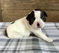 Bart, a male Boston Terrier for sale in Montevideo, MN – Photo 7 of 10