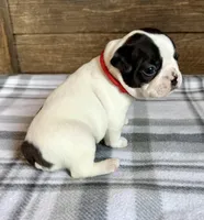 Bart, a male Boston Terrier for sale in Montevideo, MN – Photo 6 of 10