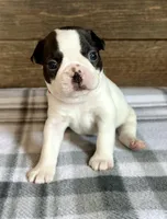 Bart, a male Boston Terrier for sale in Montevideo, MN – Photo 1 of 10