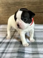 Bart, a male Boston Terrier for sale in Montevideo, MN – Photo 4 of 10