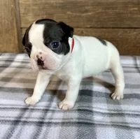 Bart, a male Boston Terrier for sale in Montevideo, MN – Photo 8 of 10