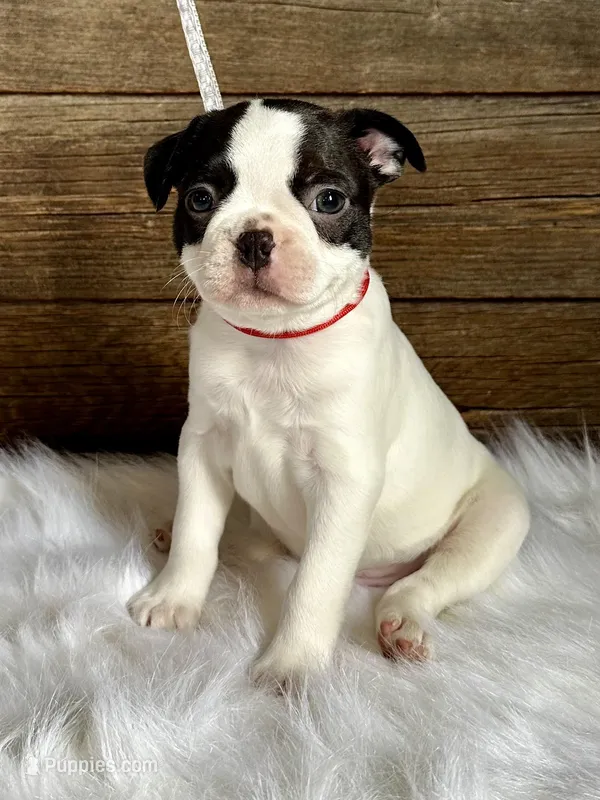 Bart – Boston Terrier puppy for sale in Montevideo, MN