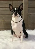 Bart, a male Boston Terrier for sale in Montevideo, MN – Photo 9 of 10