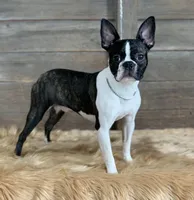 Bart, a male Boston Terrier for sale in Montevideo, MN – Photo 10 of 10