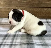 Bart, a male Boston Terrier for sale in Montevideo, MN – Photo 3 of 10