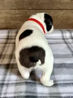 Bart, a male Boston Terrier for sale in Montevideo, MN – Photo 5 of 10