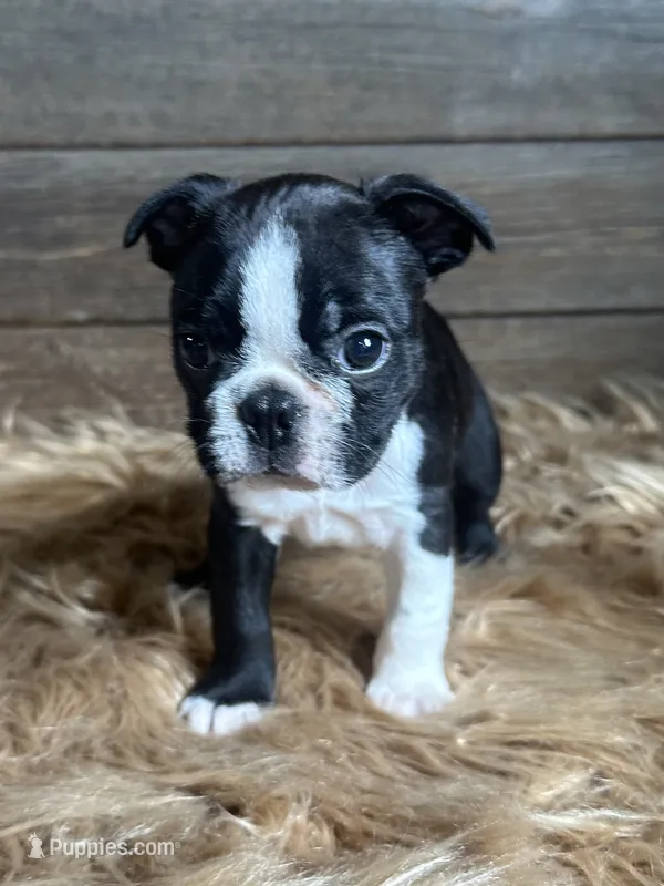 Frank  – Boston Terrier puppy for sale in Montevideo, MN
