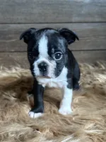 Frank , a male Boston Terrier for sale in Montevideo, MN – 1 of 8